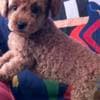 Miniature Poodle puppies photo 7