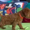Miniature Poodle puppies photo 8