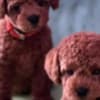 Miniature Poodle puppies photo 9