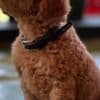 Miniature Poodle puppies photo 10