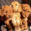 RED Dwarf Poodle  puppies for sale photo 1