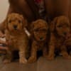 RED Dwarf Poodle  puppies for sale photo 2