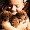 RED Dwarf Poodle  puppies for sale photo 4