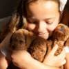 RED Dwarf Poodle  puppies for sale photo 5