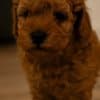RED Dwarf Poodle  puppies for sale photo 6