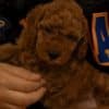 RED Dwarf Poodle  puppies for sale photo 7