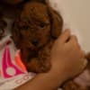 RED Dwarf Poodle  puppies for sale photo 8