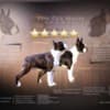 Boston Terrier  puppies for sale photo 1