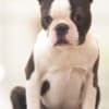 Boston Terrier  puppies for sale photo 2