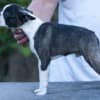 Boston Terrier  puppies for sale photo 3