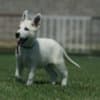 White Swiss Shepherd puppies photo 1