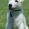 White Swiss Shepherd puppies photo 2