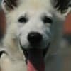 White Swiss Shepherd puppies photo 4