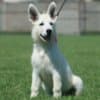 White Swiss Shepherd puppies photo 6