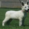White Swiss Shepherd puppies photo 8