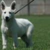 White Swiss Shepherd puppies photo 9