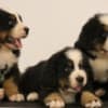 Bernese Mountain Dog puppies photo 1