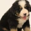 Bernese Mountain Dog puppies photo 2