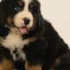 Bernese Mountain Dog puppies photo 3