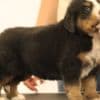 Bernese Mountain Dog puppies photo 4