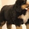 Bernese Mountain Dog puppies photo 5