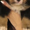 Bernese Mountain Dog puppies photo 6