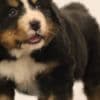 Bernese Mountain Dog puppies photo 7