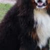 Bernese Mountain Dog puppies photo 9