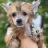 Chinese Crested  puppies photo 1