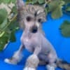 Chinese Crested  puppies photo 2