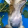 Chinese Crested  puppies photo 3
