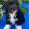 Chinese Crested  puppies photo 4