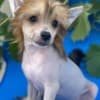Chinese Crested  puppies photo 5