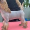Chinese Crested  puppies photo 6