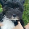 Chinese Crested  puppies photo 7