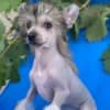 Chinese Crested  puppies photo 8