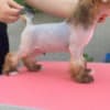 Chinese Crested  puppies photo 9