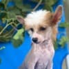 Chinese Crested  puppies photo 10