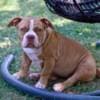 American Bully puppies for sale photo 1