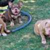 American Bully puppies for sale photo 2