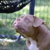 American Bully puppies for sale photo 3