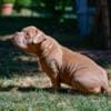 American Bully puppies for sale photo 4