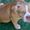 American Bully puppies for sale photo 5