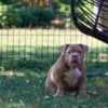 American Bully puppies for sale photo 6