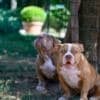 American Bully puppies for sale photo 7