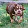 American Bully puppies for sale photo 8