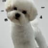 Bichon Frise female puppy photo 1