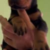 Doberman  puppies for sale photo 1