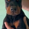 Doberman  puppies for sale photo 2