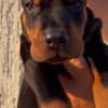 Doberman  puppies for sale photo 3